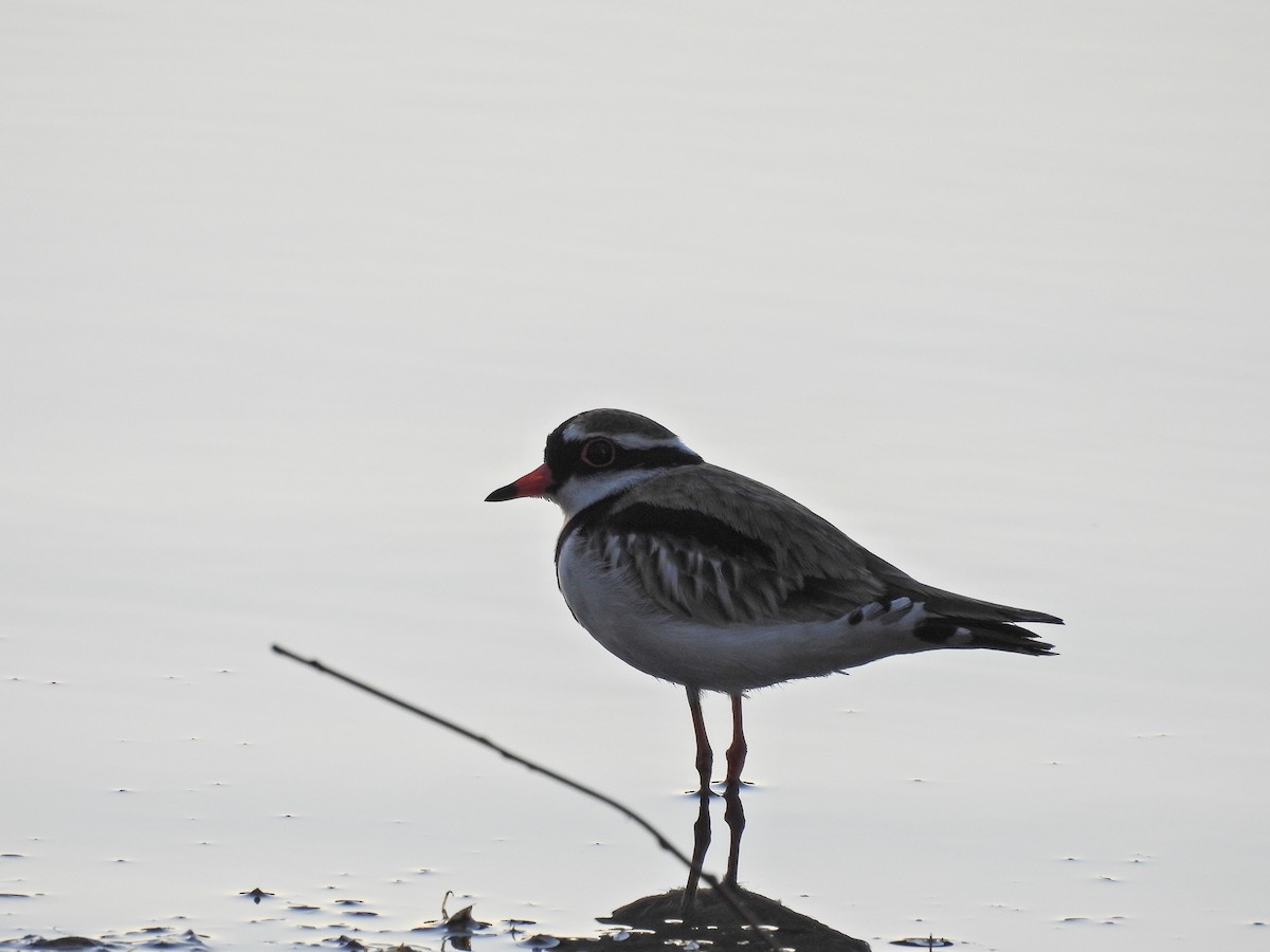 Black-fronted Dotterel - ML641786681