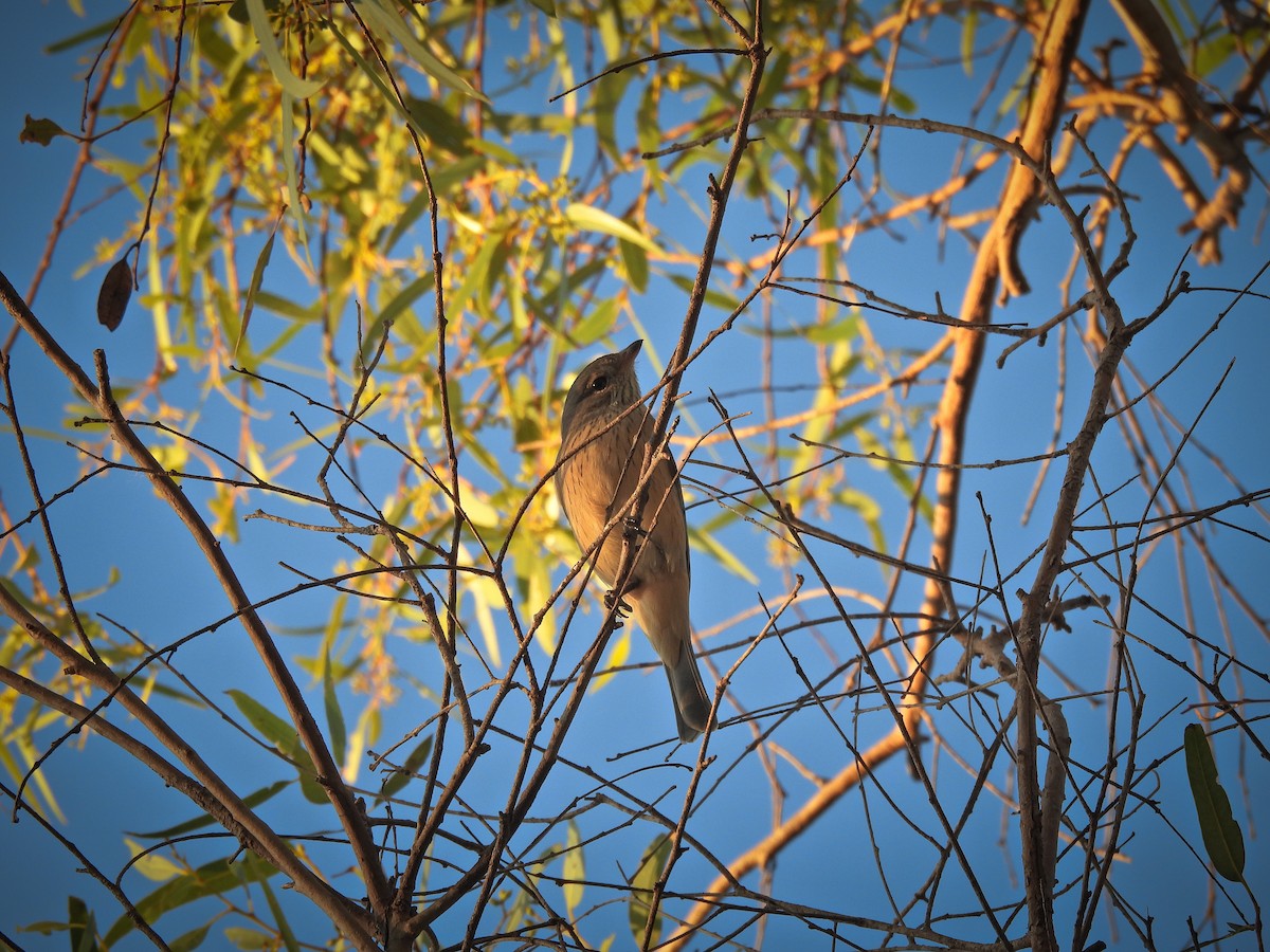 Rufous Whistler - ML641786684