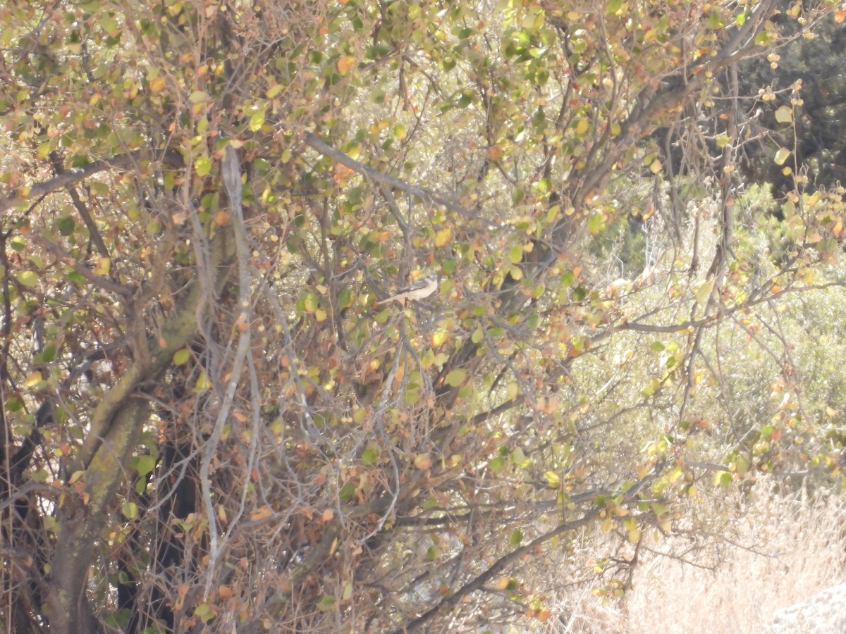 Masked Shrike - ML641786729