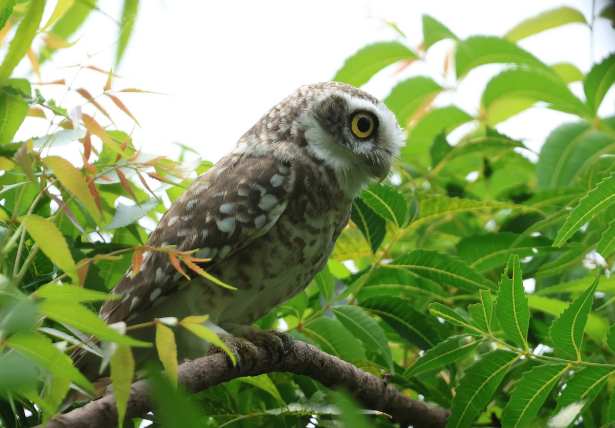 Spotted Owlet - ML641786740