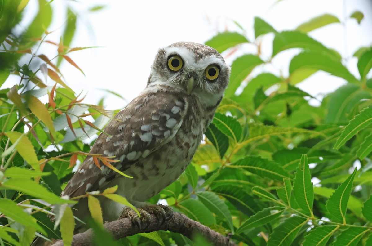 Spotted Owlet - ML641786742