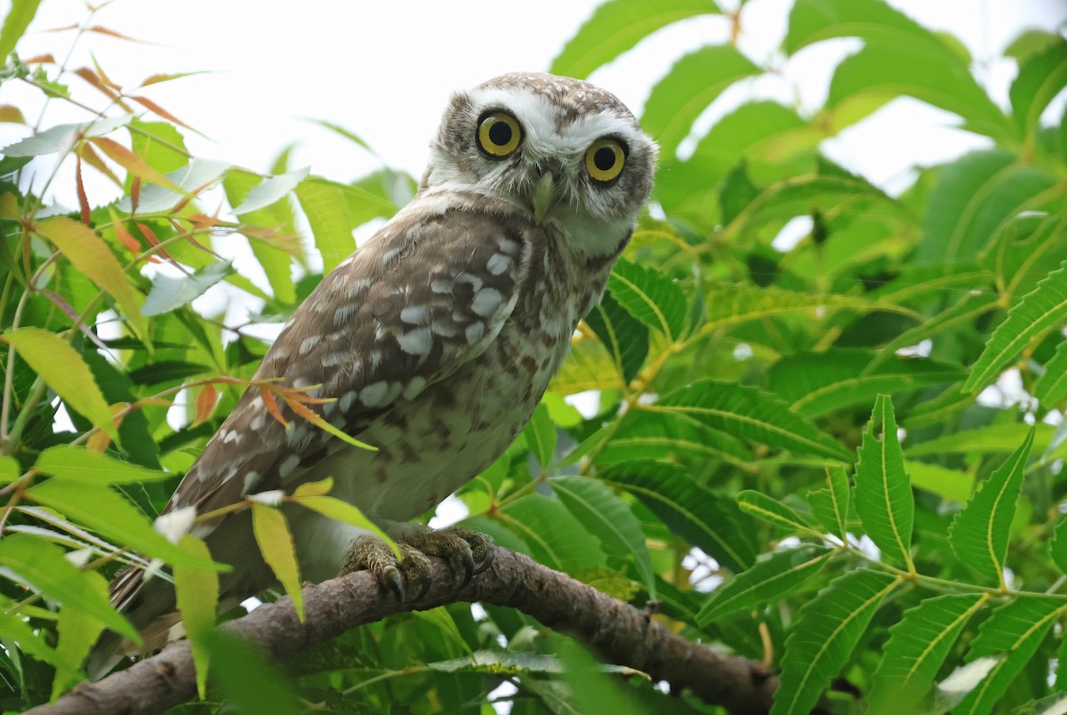 Spotted Owlet - ML641786744