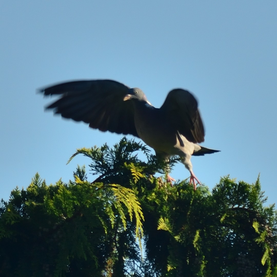 Common Wood-Pigeon - ML641786750