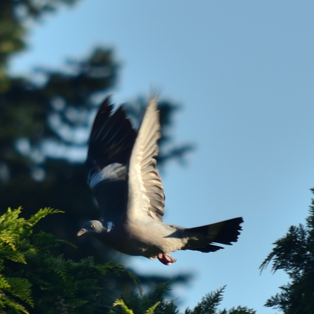 Common Wood-Pigeon - ML641786751