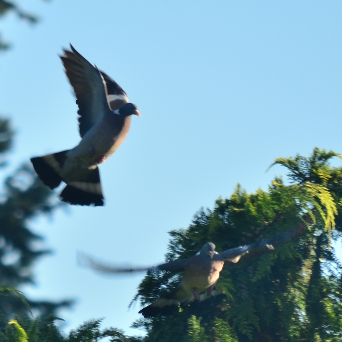 Common Wood-Pigeon - ML641786753