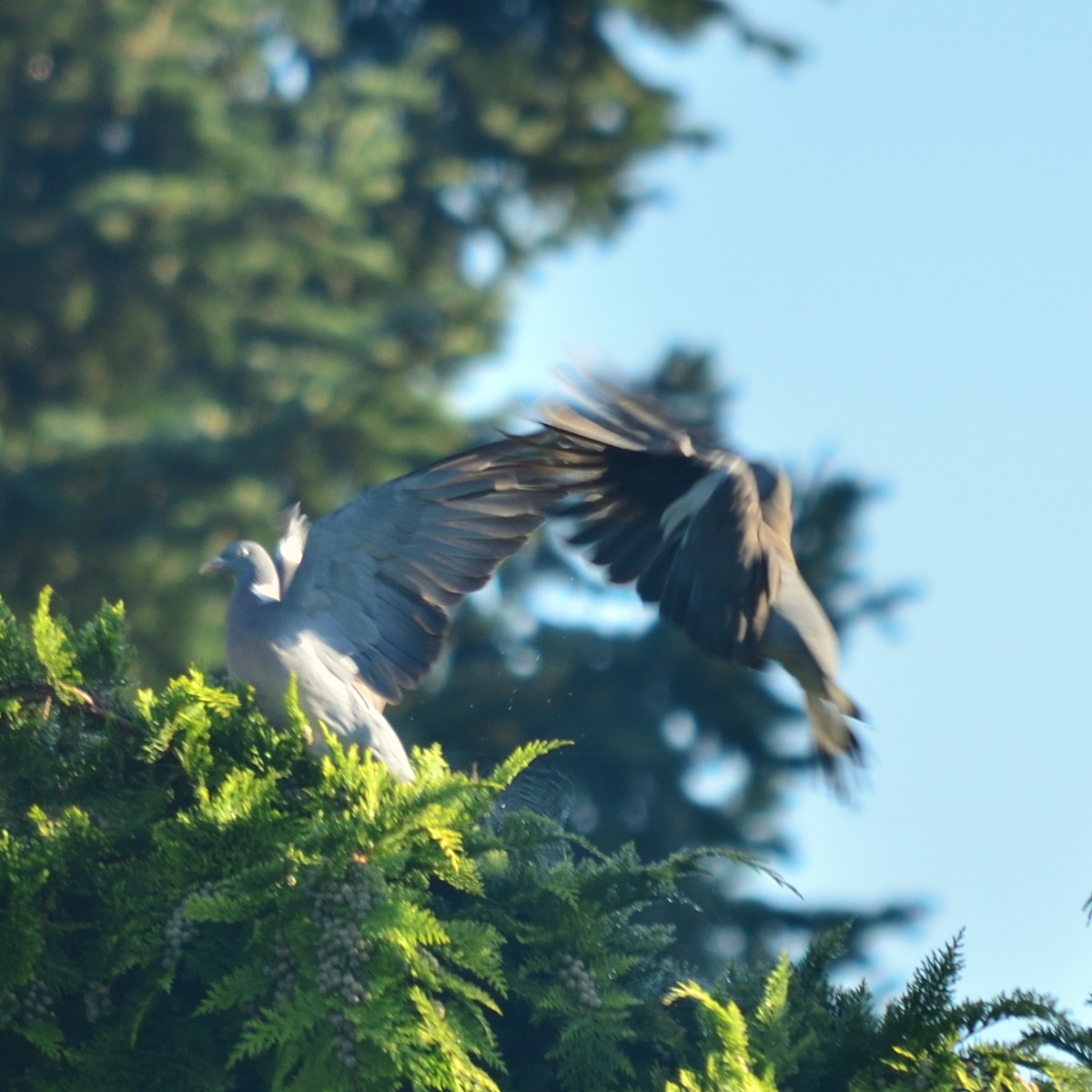 Common Wood-Pigeon - ML641786754