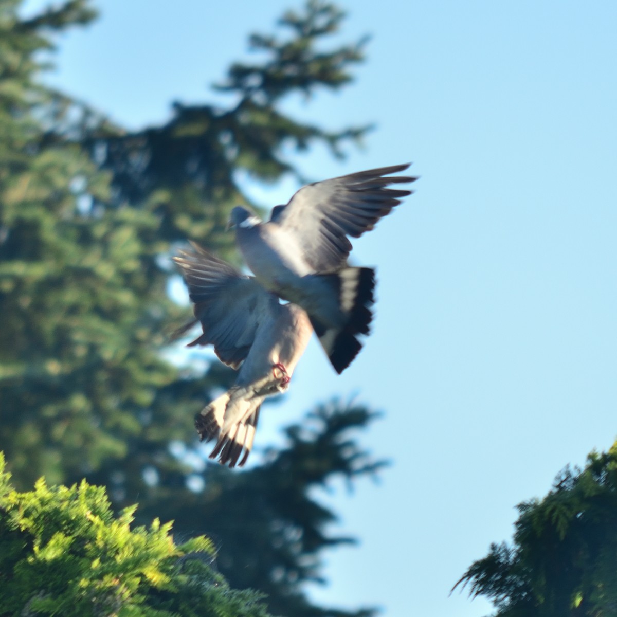 Common Wood-Pigeon - ML641786755