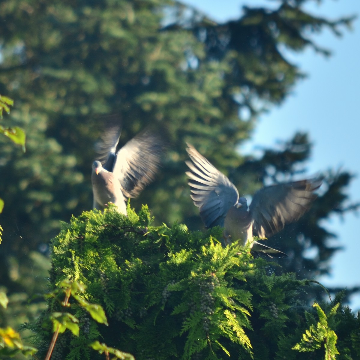 Common Wood-Pigeon - ML641786756