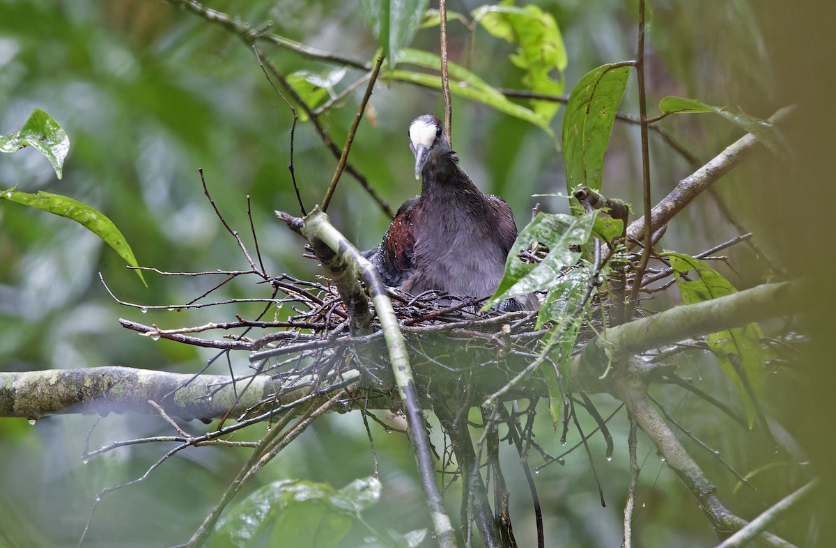 New Guinea Bronzewing - ML641786761