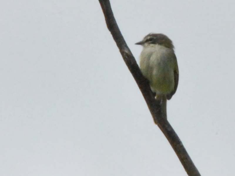 Venezuelan Tyrannulet - ML641786767