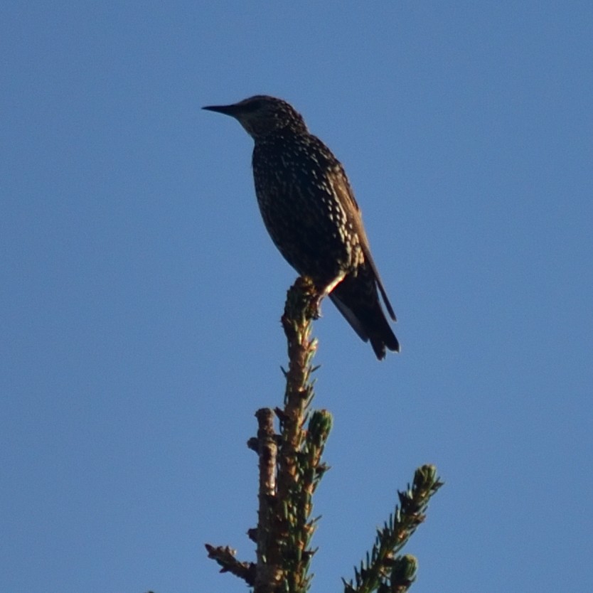 European Starling - ML641786775