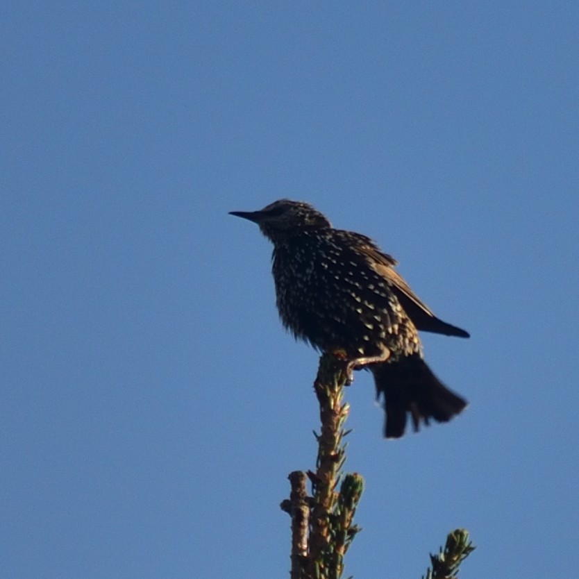 European Starling - ML641786776