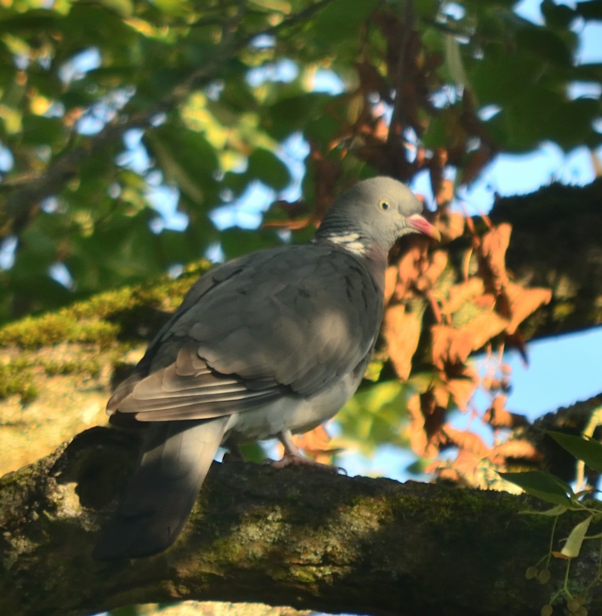 Common Wood-Pigeon - ML641786785