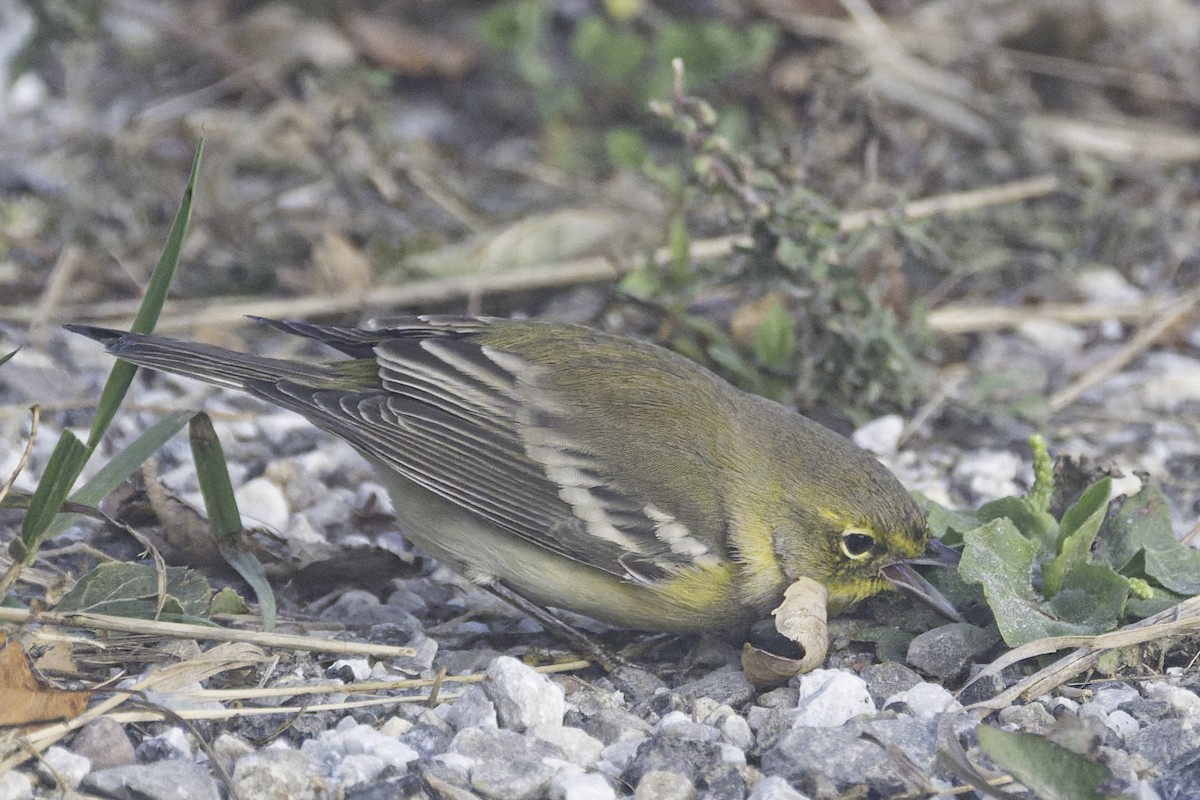 Pine Warbler - ML641786787