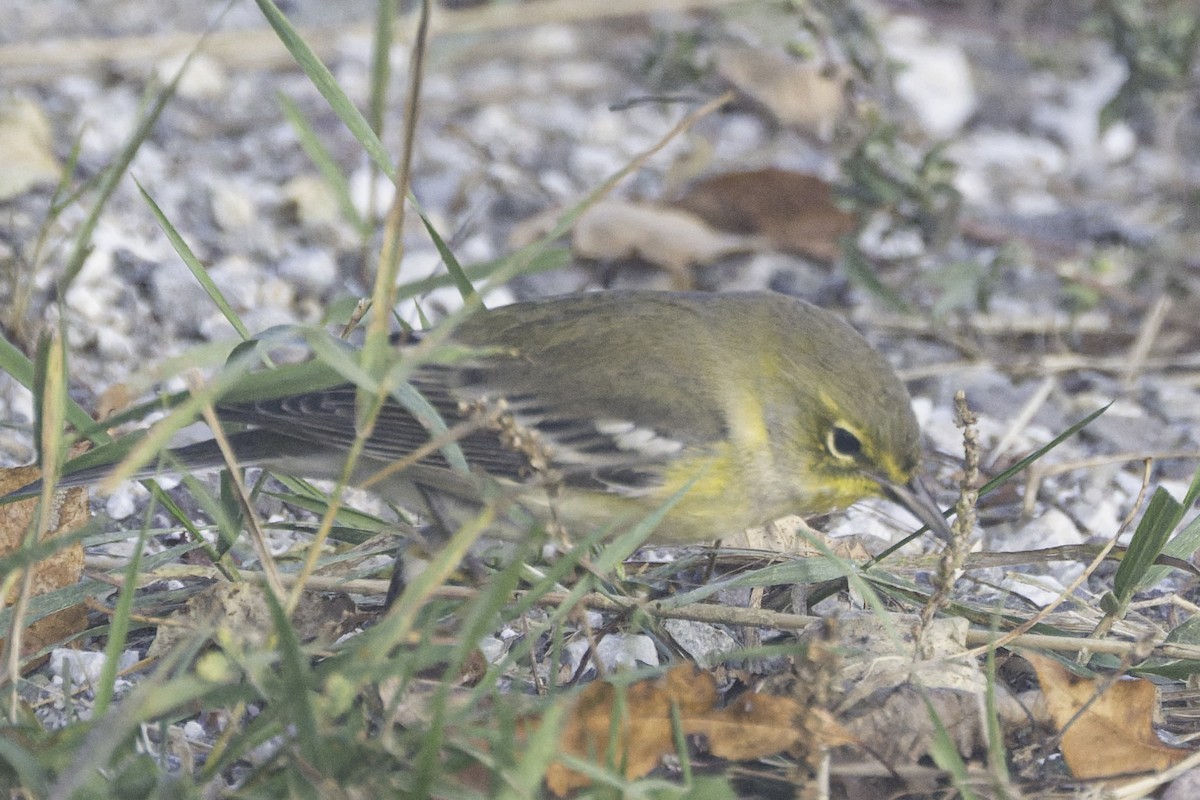 Pine Warbler - ML641786788