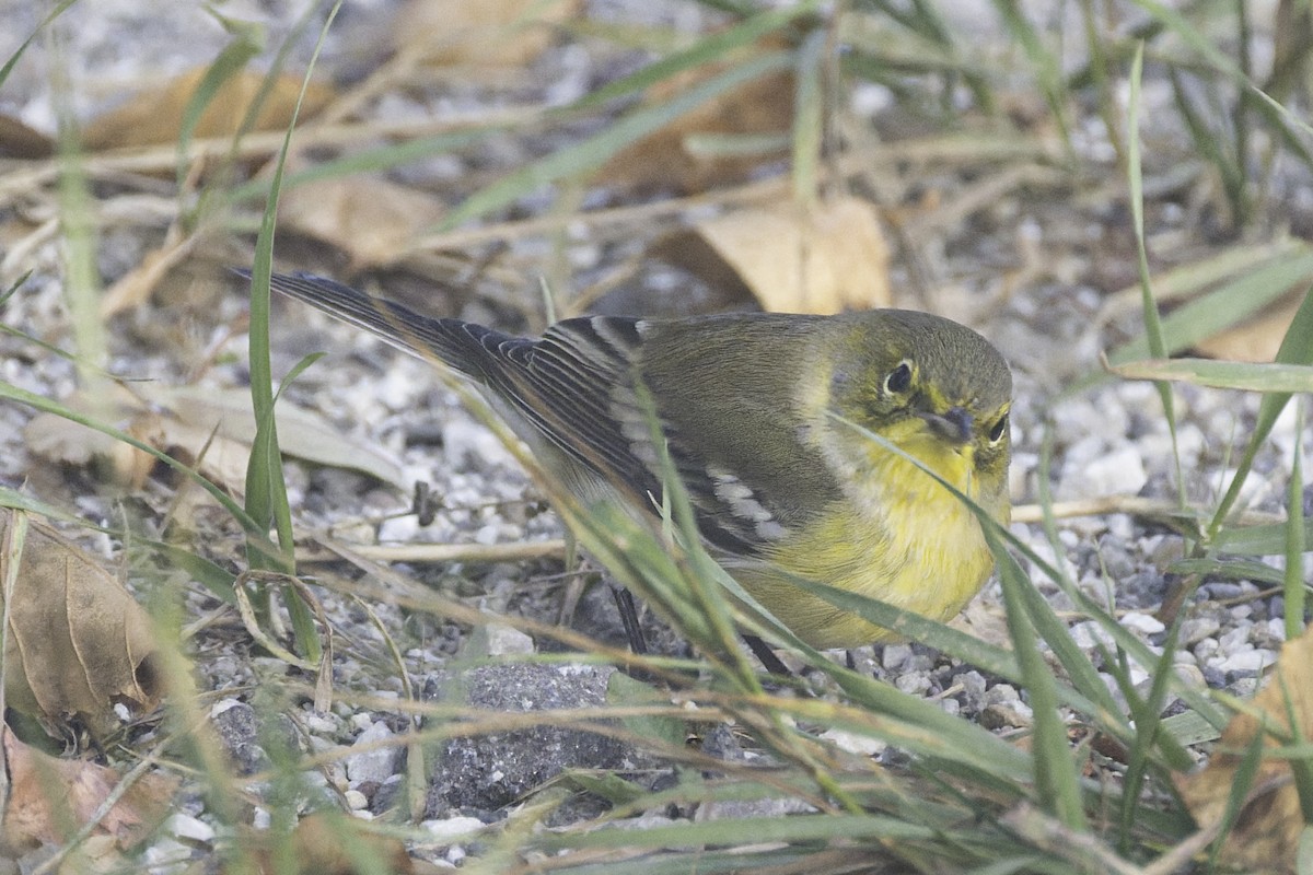 Pine Warbler - ML641786789