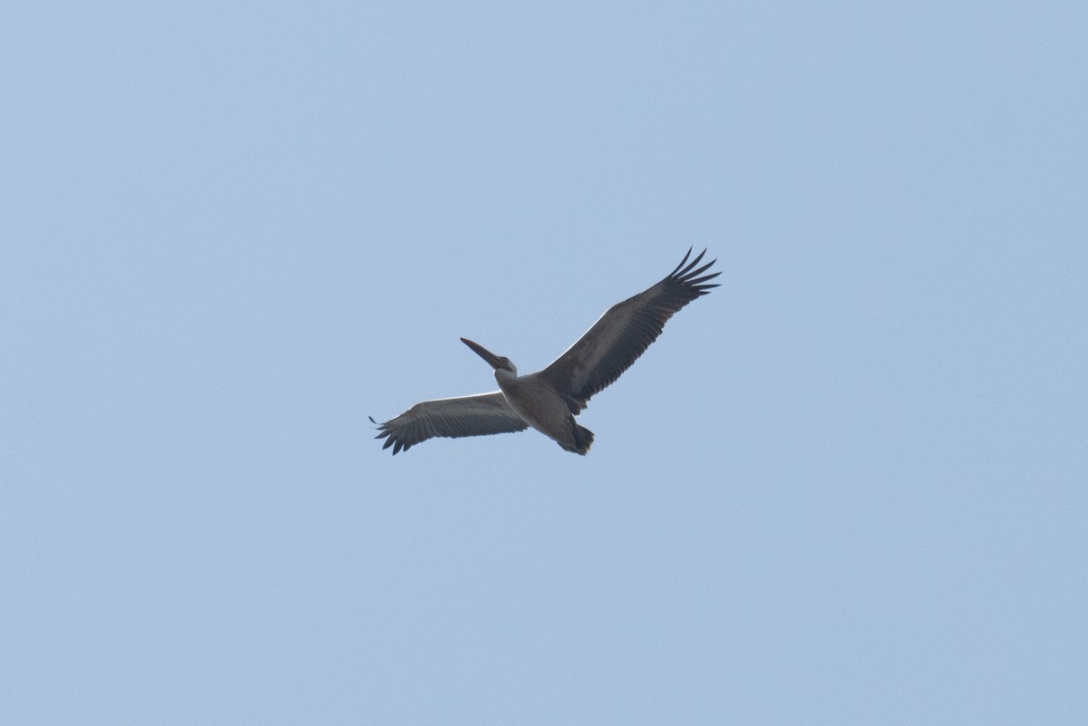 Spot-billed Pelican - ML641786800