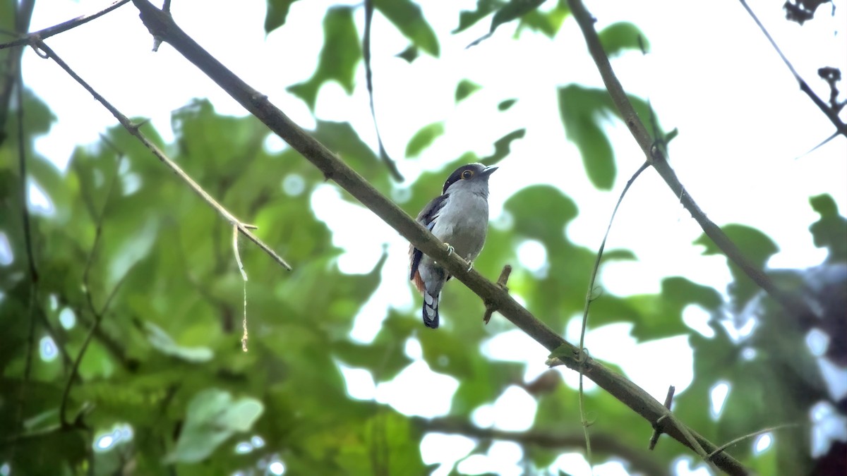 Gray-lored Broadbill - ML641786805