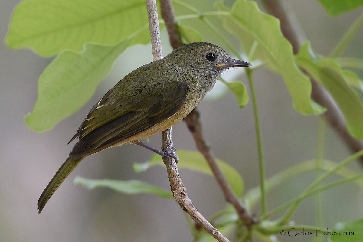 Ochre-bellied Flycatcher - Carlos Echeverría