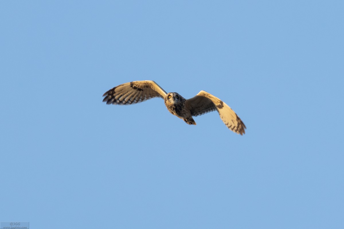 Short-eared Owl - ML641786817