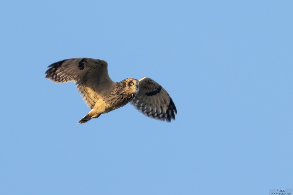 Short-eared Owl - ML641786818