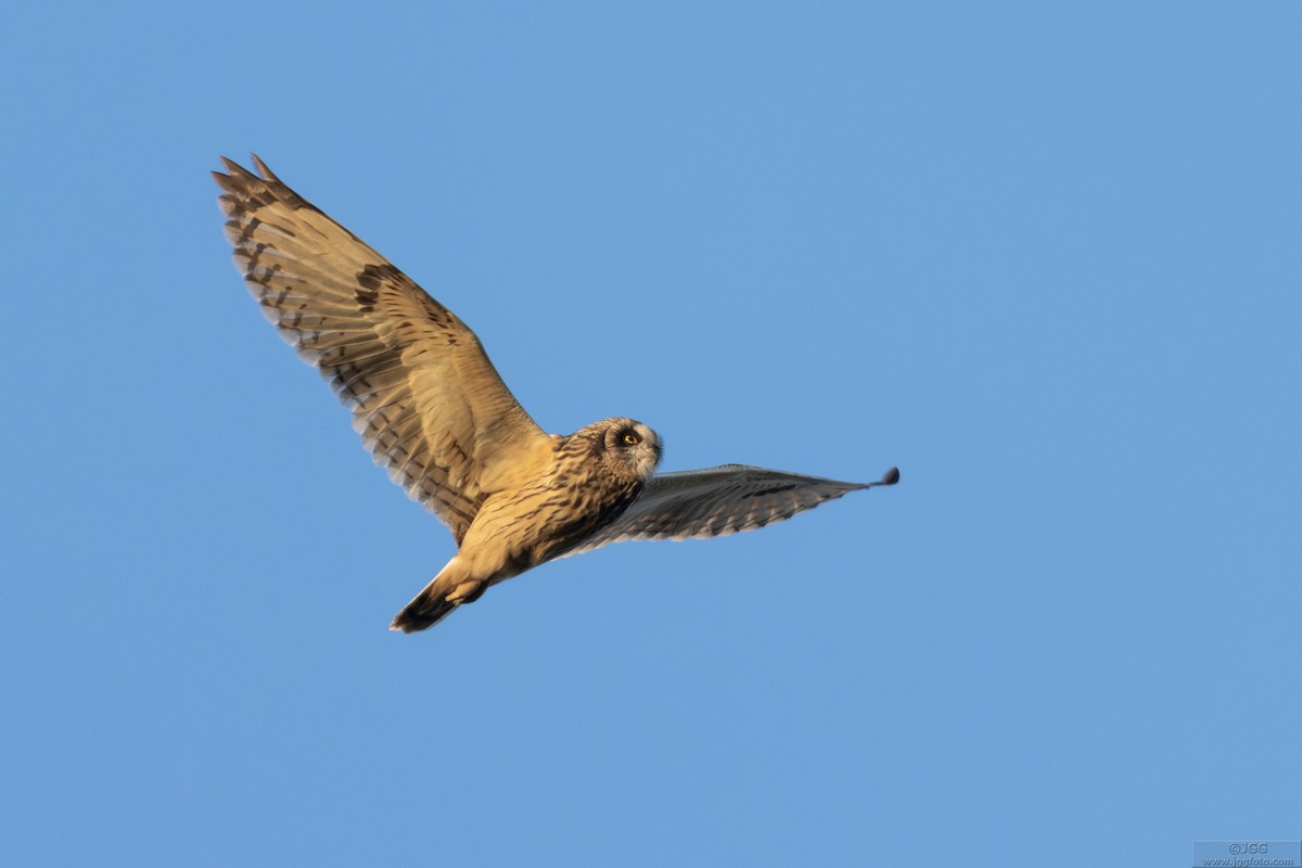 Short-eared Owl - ML641786819