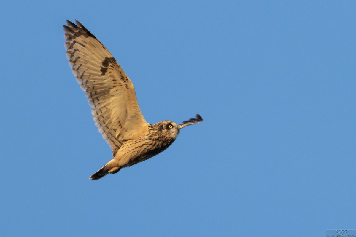 Short-eared Owl - ML641786820