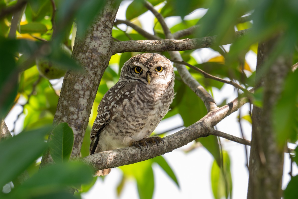 Spotted Owlet - ML641786842