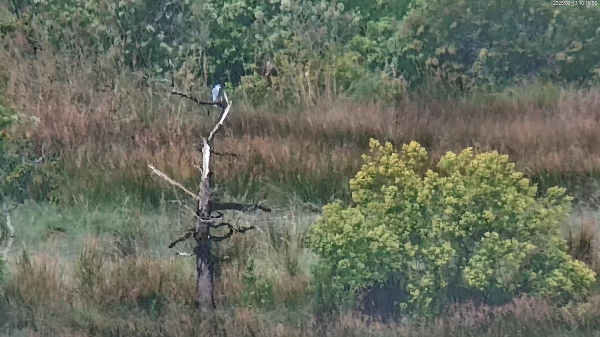 Black-winged Kite - ML641786843