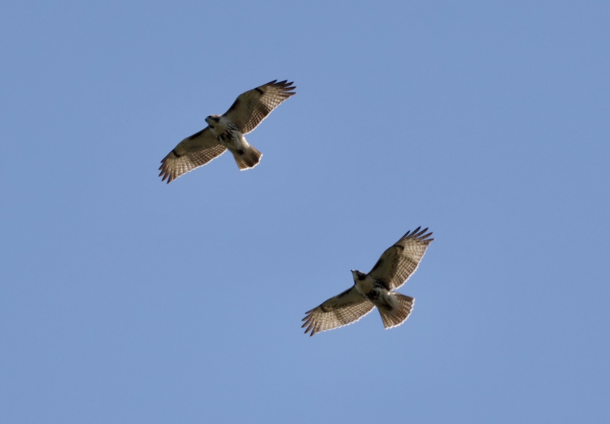 Zapelatz buztangorria - ML641786942