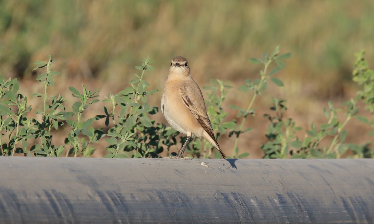 Buztanzuri isabeldarra - ML641786947