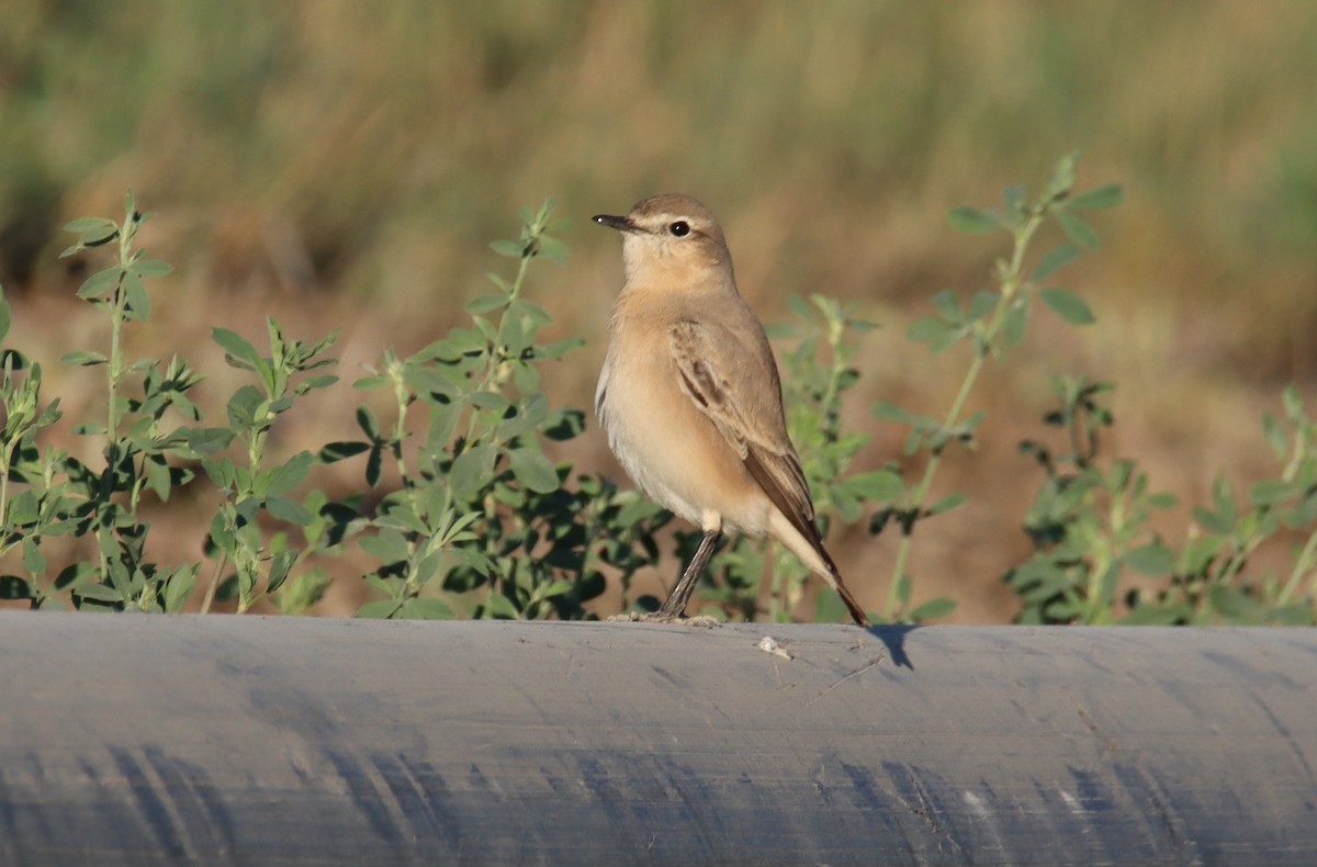 Buztanzuri isabeldarra - ML641786948