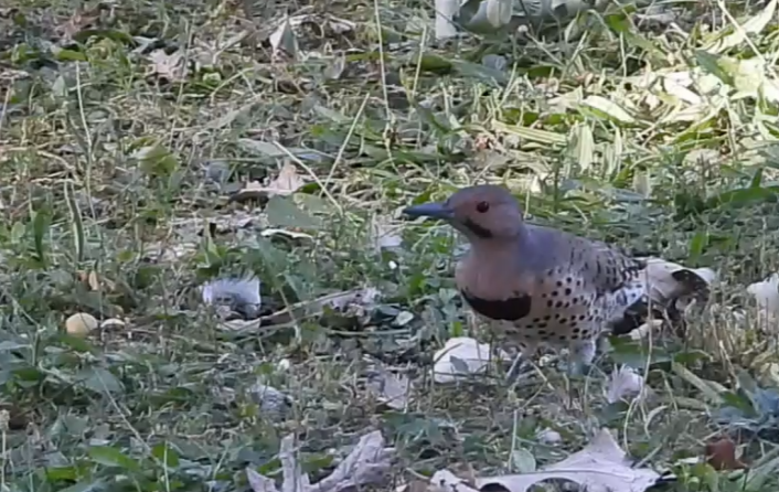 Northern Flicker - ML641786952