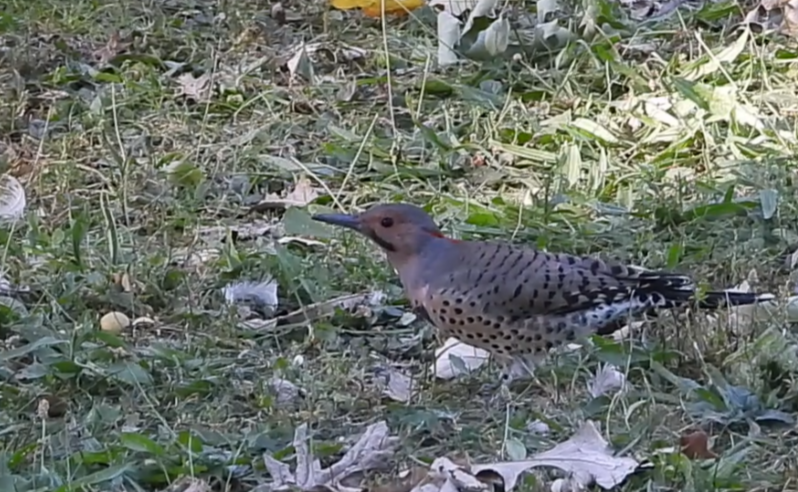 Northern Flicker - ML641786953