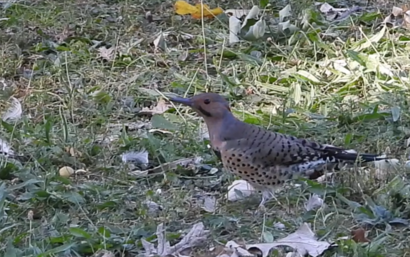 Northern Flicker - ML641786954