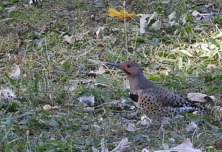 Northern Flicker - ML641786955