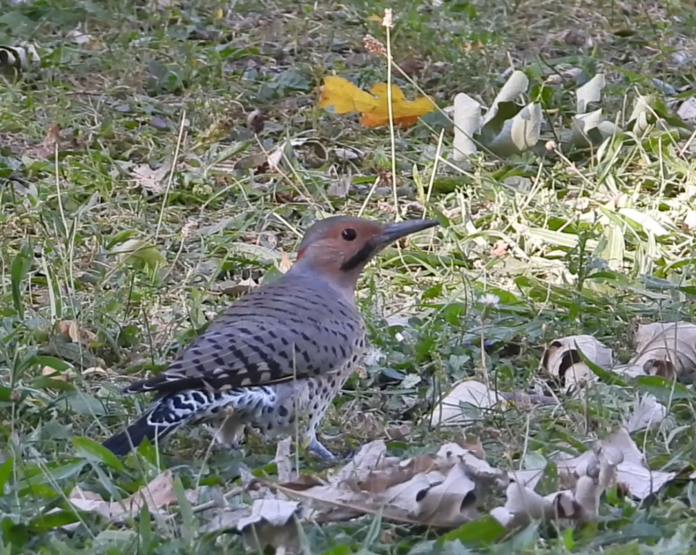 Northern Flicker - ML641786956