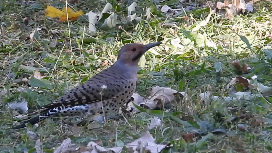 Northern Flicker - ML641786957