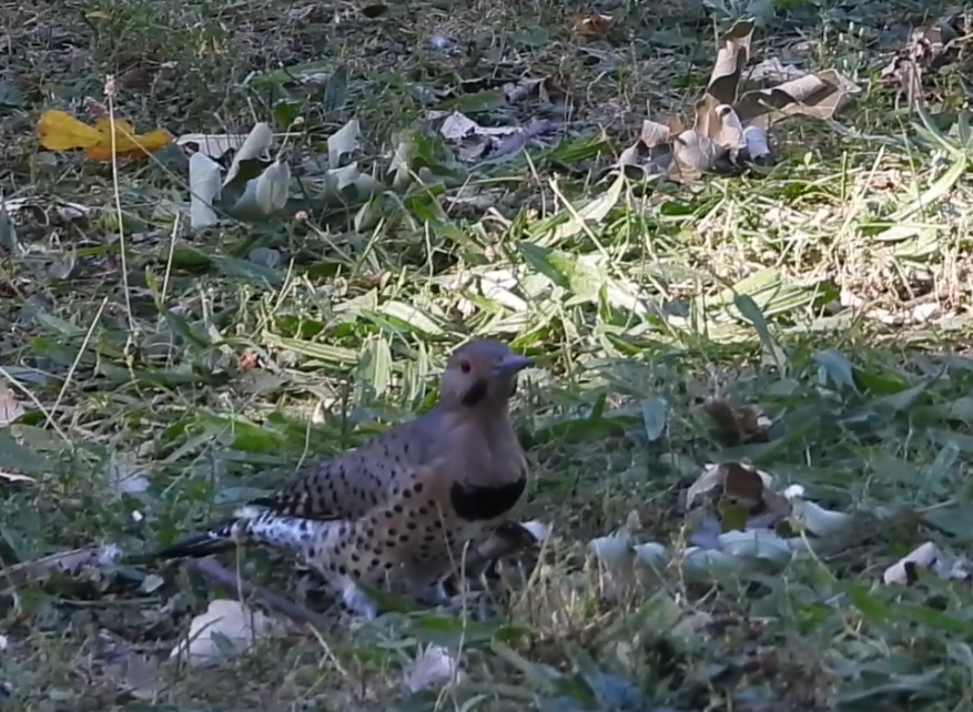 Northern Flicker - ML641786958