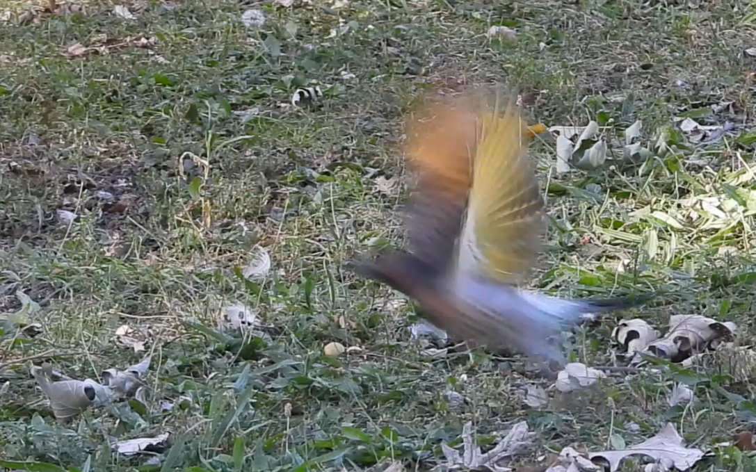 Northern Flicker - ML641786959