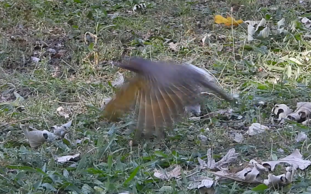 Northern Flicker - ML641786960