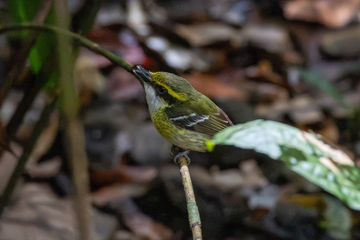 Yellow-breasted Boatbill - ML641786996
