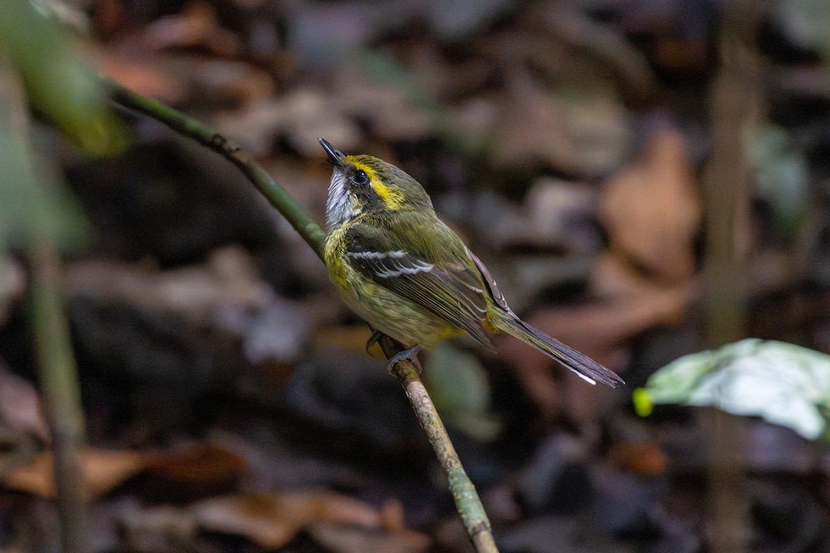 Yellow-breasted Boatbill - ML641786997
