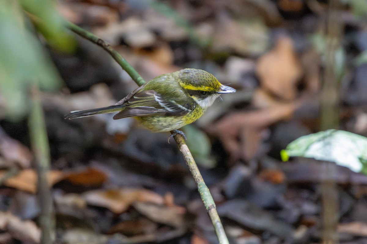 Yellow-breasted Boatbill - ML641786998