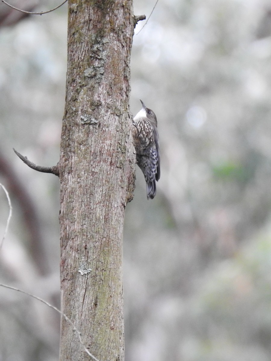 White-throated Treecreeper - ML641786999