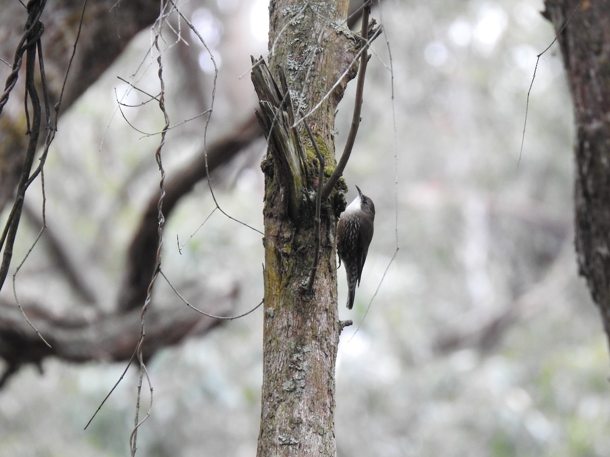 White-throated Treecreeper - ML641787000