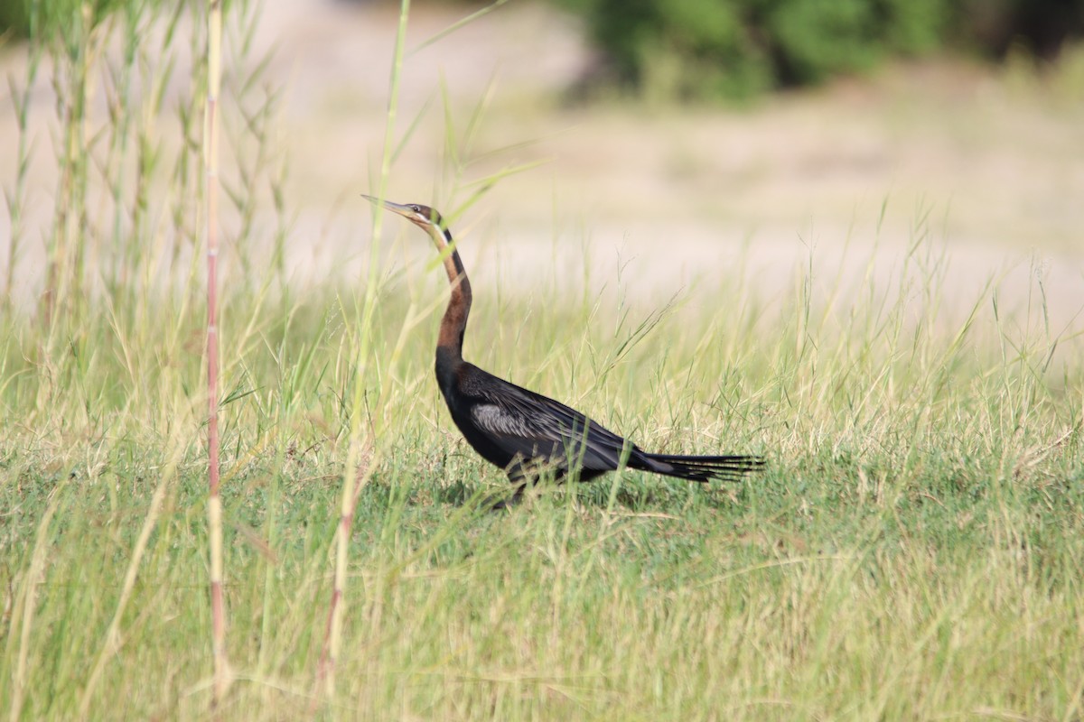 African Darter - ML641787011