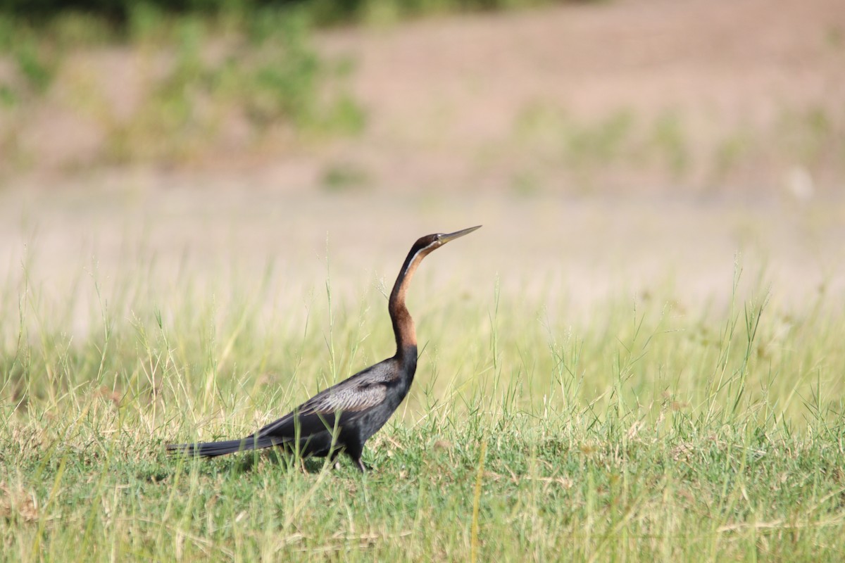 African Darter - ML641787012