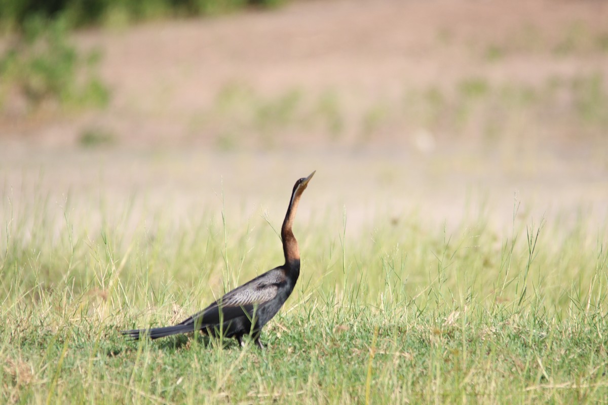 African Darter - ML641787013