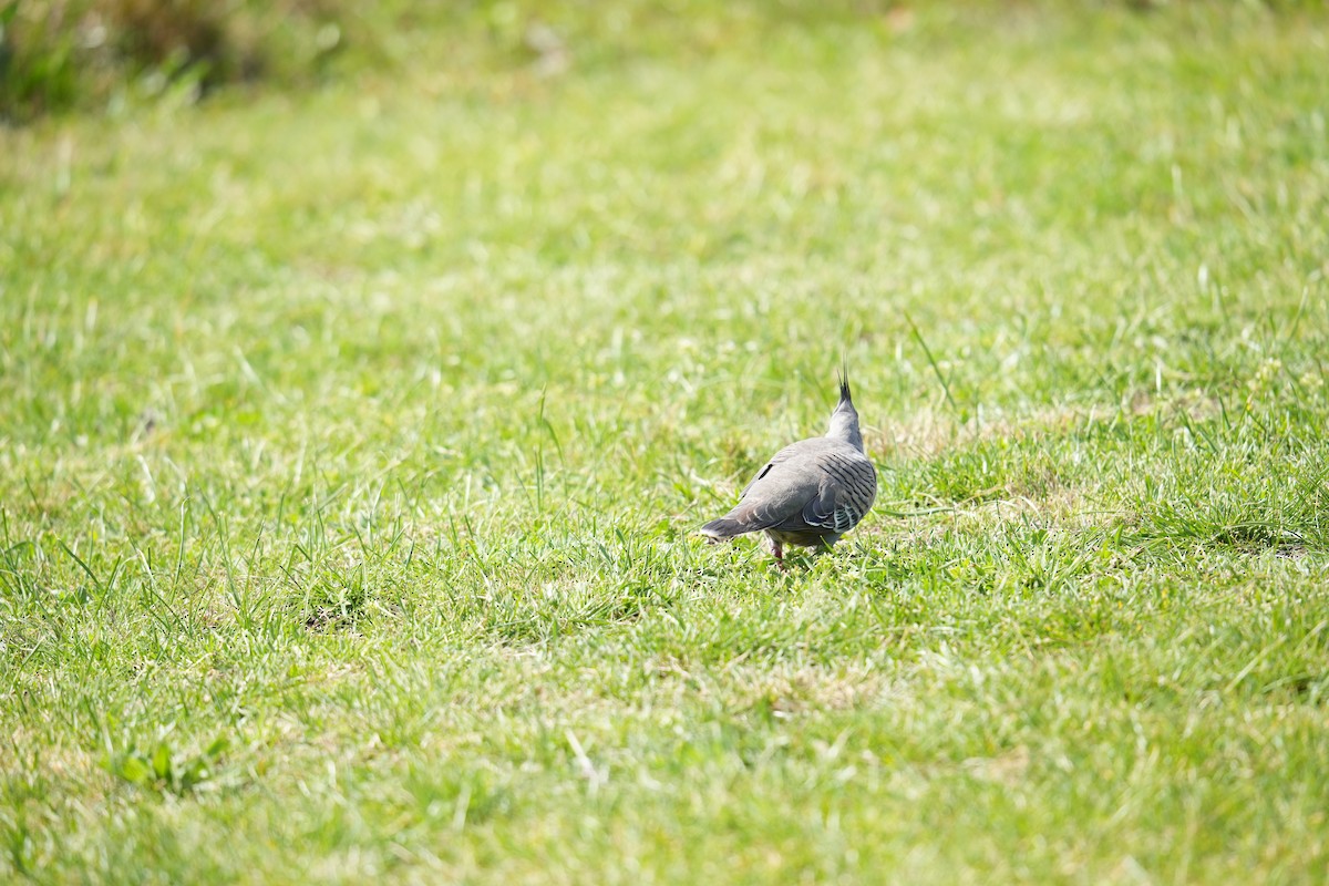 Crested Pigeon - ML641787036